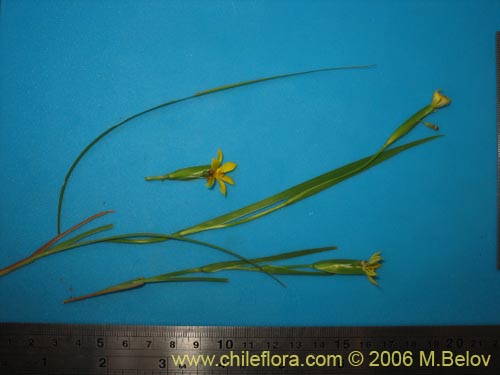 Фотография Sisyrinchium graminifolium (). Щелкните, чтобы увеличить вырез.