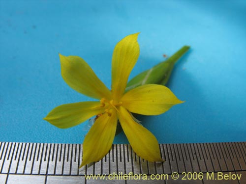 Image of Sisyrinchium graminifolium (). Click to enlarge parts of image.