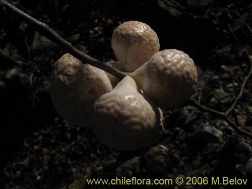 Image of Cyttaria berteroi (Pinatra / Curacucha). Click to enlarge parts of image.