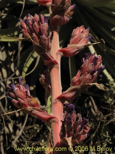 Image of Puya coerulea (). Click to enlarge parts of image.