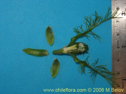 Bild von Bipinnula plumosa (Flor del bigote). Klicken Sie, um den Ausschnitt zu vergrössern.