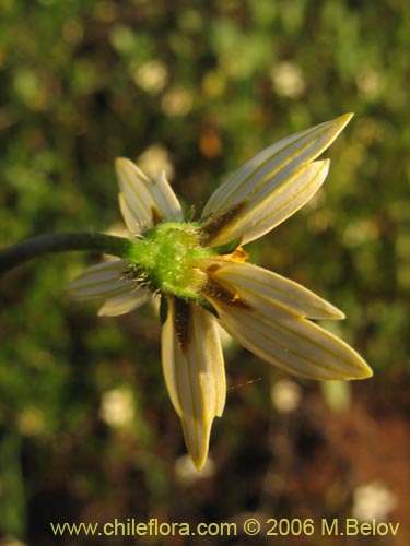 Image of Bidens sp. #3063 (). Click to enlarge parts of image.