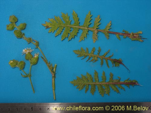 Image of Leucheria sp. #1682 (). Click to enlarge parts of image.