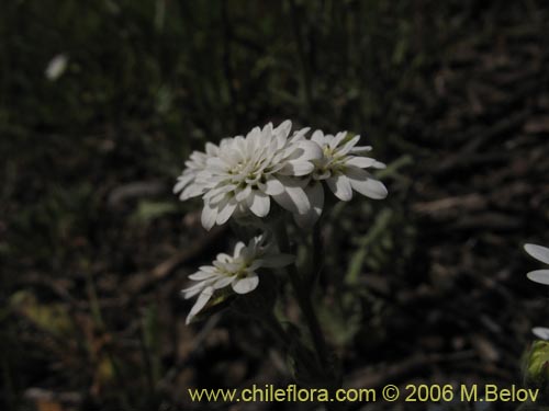 Image of Leucheria sp.   #1621 (). Click to enlarge parts of image.