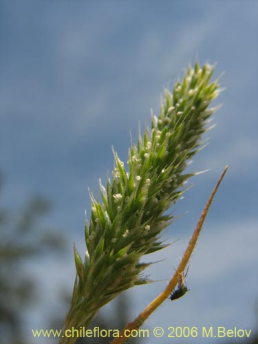 Imágen de Poaceae sp. #1855 (). Haga un clic para aumentar parte de imágen.