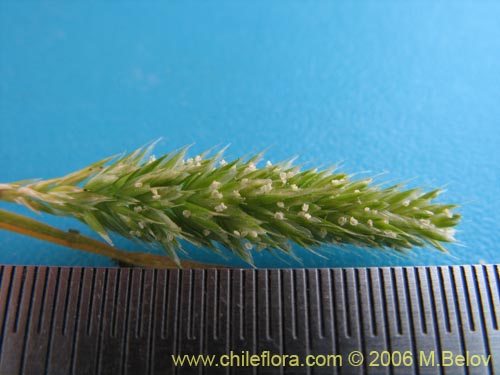 Poaceae sp. #1855的照片