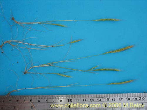 Poaceae sp. #1856的照片