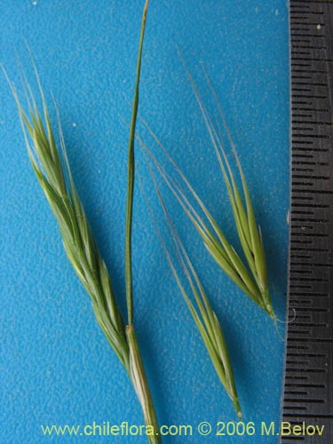 Image of Poaceae sp. #1856 (). Click to enlarge parts of image.