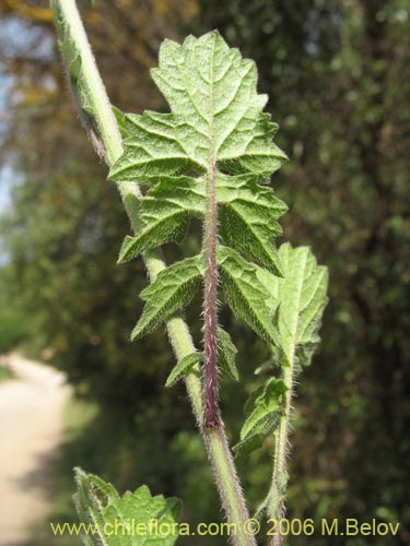 Image of Sisymbrium offcinale (Mostacilla). Click to enlarge parts of image.