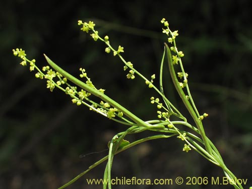 Dioscorea saxatilis的照片