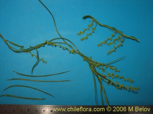 Dioscorea saxatilis的照片