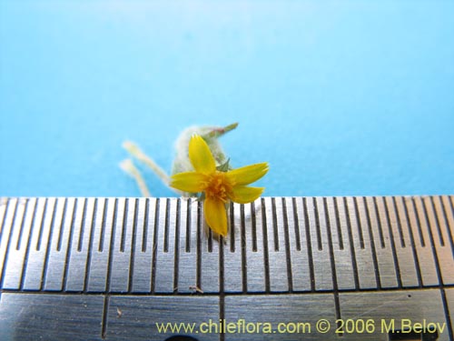 Chaetanthera moenchioides的照片
