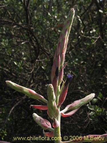 Image of Puya coerulea (). Click to enlarge parts of image.