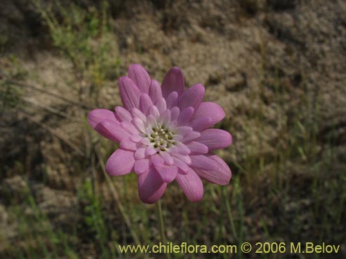 Image of Leucheria sp.   #1625 (). Click to enlarge parts of image.
