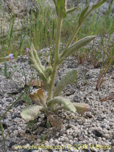 Image of Leucheria sp.   #1625 (). Click to enlarge parts of image.