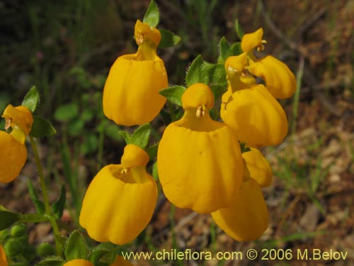Image of Calceolaria corymbosa (). Click to enlarge parts of image.