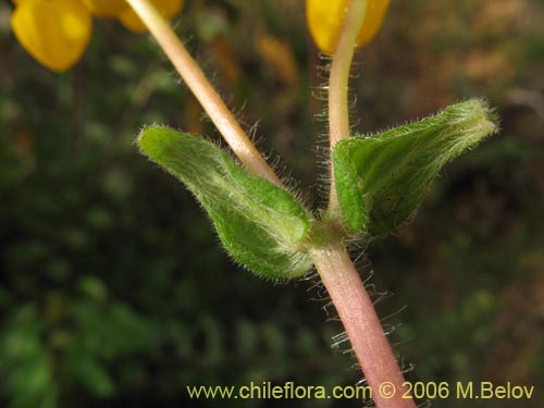 Imágen de Calceolaria corymbosa (). Haga un clic para aumentar parte de imágen.
