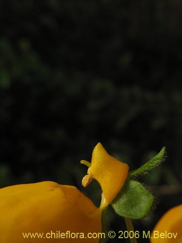 Фотография Calceolaria corymbosa (). Щелкните, чтобы увеличить вырез.