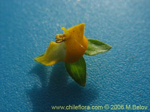 Фотография Calceolaria corymbosa (). Щелкните, чтобы увеличить вырез.