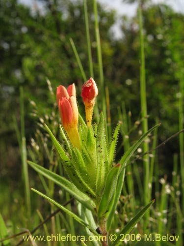 Image of Collomia biflora (Colomia roja / Coxínea). Click to enlarge parts of image.