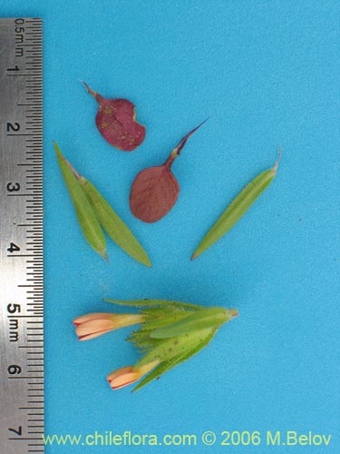 Фотография Collomia biflora (Colomia roja / Coxínea). Щелкните, чтобы увеличить вырез.