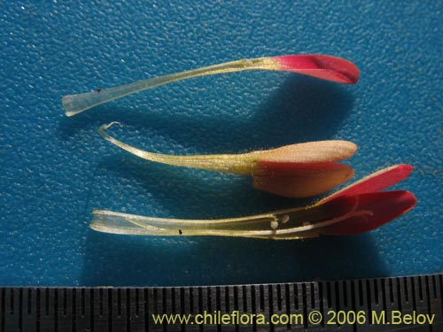 Image of Collomia biflora (Colomia roja / CoxÃ­nea). Click to enlarge parts of image.