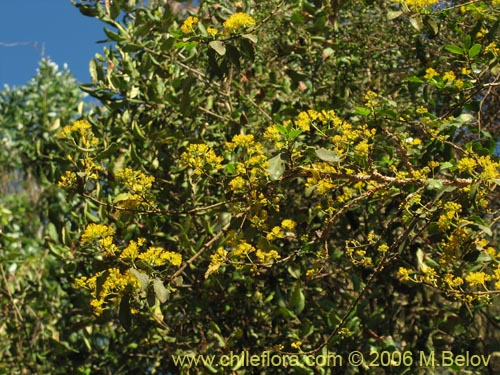 Image of Azara serrata (Corcolén). Click to enlarge parts of image.