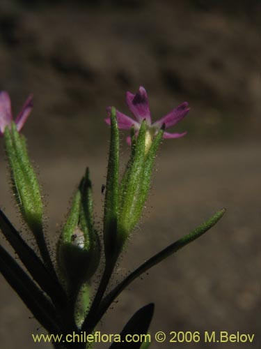 Image of Unidentified Plant sp. #2328 (). Click to enlarge parts of image.