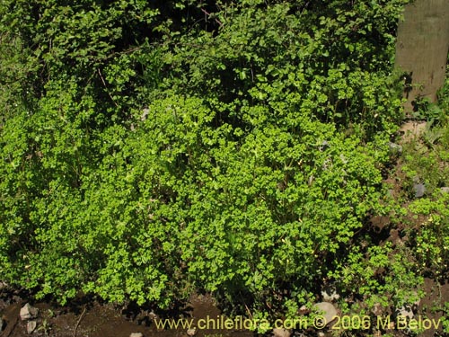 Imágen de Euphorbia helioscopia (Pichoa / Pichoga). Haga un clic para aumentar parte de imágen.