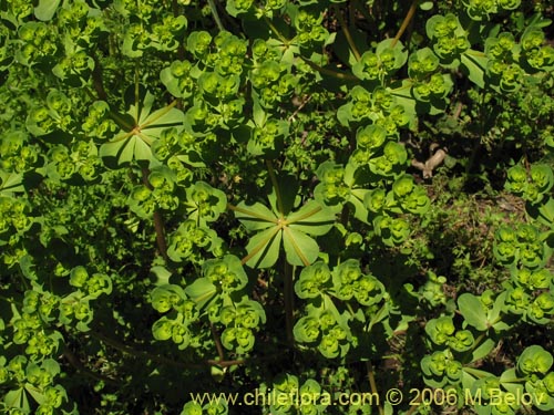 Imágen de Euphorbia helioscopia (Pichoa / Pichoga). Haga un clic para aumentar parte de imágen.