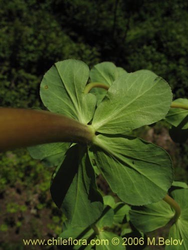 Euphorbia helioscopia的照片