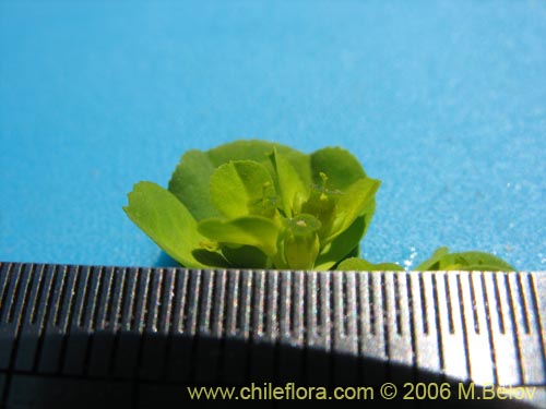 Bild von Euphorbia helioscopia (Pichoa / Pichoga). Klicken Sie, um den Ausschnitt zu vergrössern.