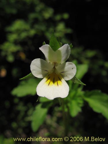 Viola arvensisの写真