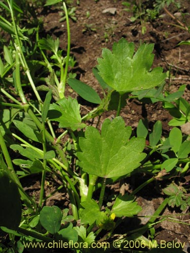 Image of Ranunculus muricatus (Botón de oro / Ensalada de ranas / Pata de gallo). Click to enlarge parts of image.