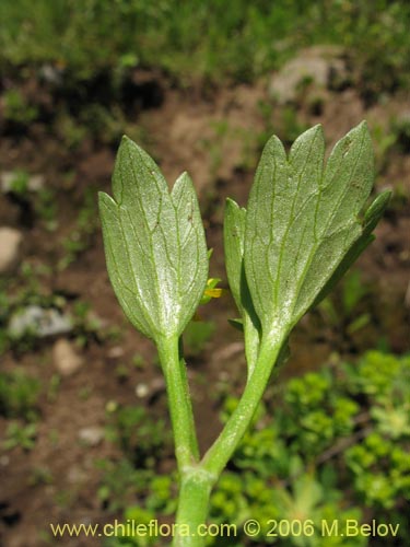 Bild von Ranunculus muricatus (Botón de oro / Ensalada de ranas / Pata de gallo). Klicken Sie, um den Ausschnitt zu vergrössern.
