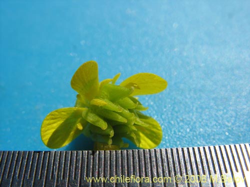 Imágen de Ranunculus muricatus (Botón de oro / Ensalada de ranas / Pata de gallo). Haga un clic para aumentar parte de imágen.