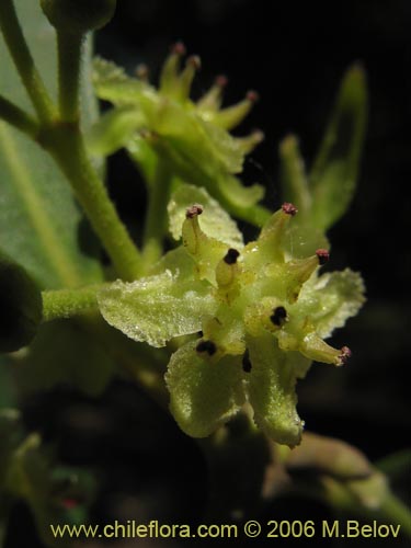 Image of Laurelia sempervirens (Laurel / Trihue). Click to enlarge parts of image.