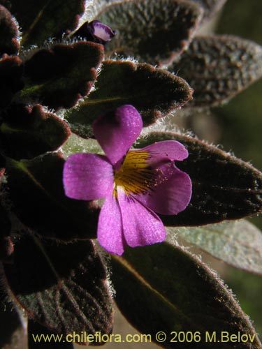 Image of Viola subandina (). Click to enlarge parts of image.