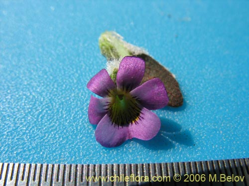 Image of Viola subandina (). Click to enlarge parts of image.
