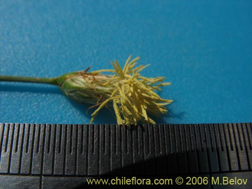 Image of Carex sp. #3090 (). Click to enlarge parts of image.