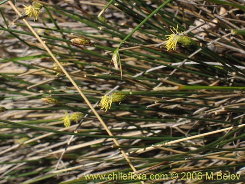 Image of Carex sp. #3090 (). Click to enlarge parts of image.