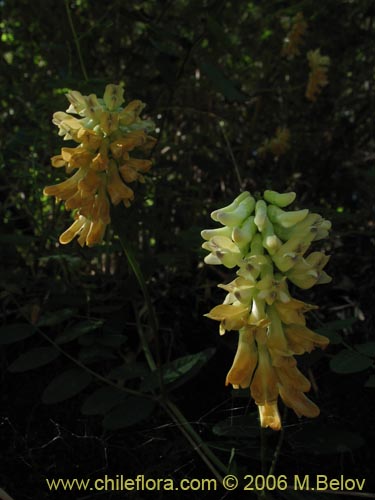 Bild von Vicia magnifolia (Arvejilla). Klicken Sie, um den Ausschnitt zu vergrössern.