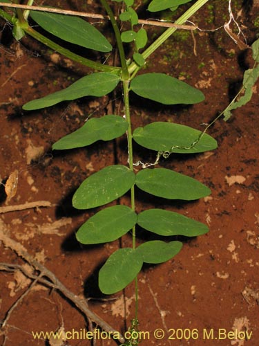 Im�gen de Vicia magnifolia (Arvejilla). Haga un clic para aumentar parte de im�gen.