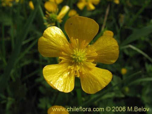 Image of Ranunculus repens (). Click to enlarge parts of image.