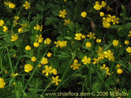 Image of Ranunculus repens (). Click to enlarge parts of image.