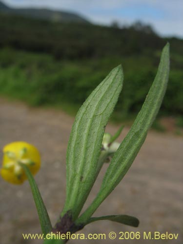Ranunculus repensの写真