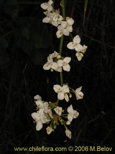 Image of Libertia chilensis (Calle-calle / Tequel-tequel). Click to enlarge parts of image.