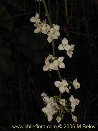 Libertia chilensis的照片