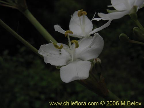 Libertia chilensis的照片
