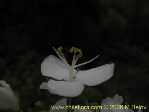 Image of Libertia chilensis (Calle-calle / Tequel-tequel). Click to enlarge parts of image.